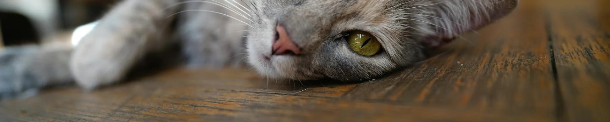 cat laying comfortably on wood floors